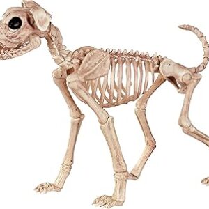 Buster the dog skeleton